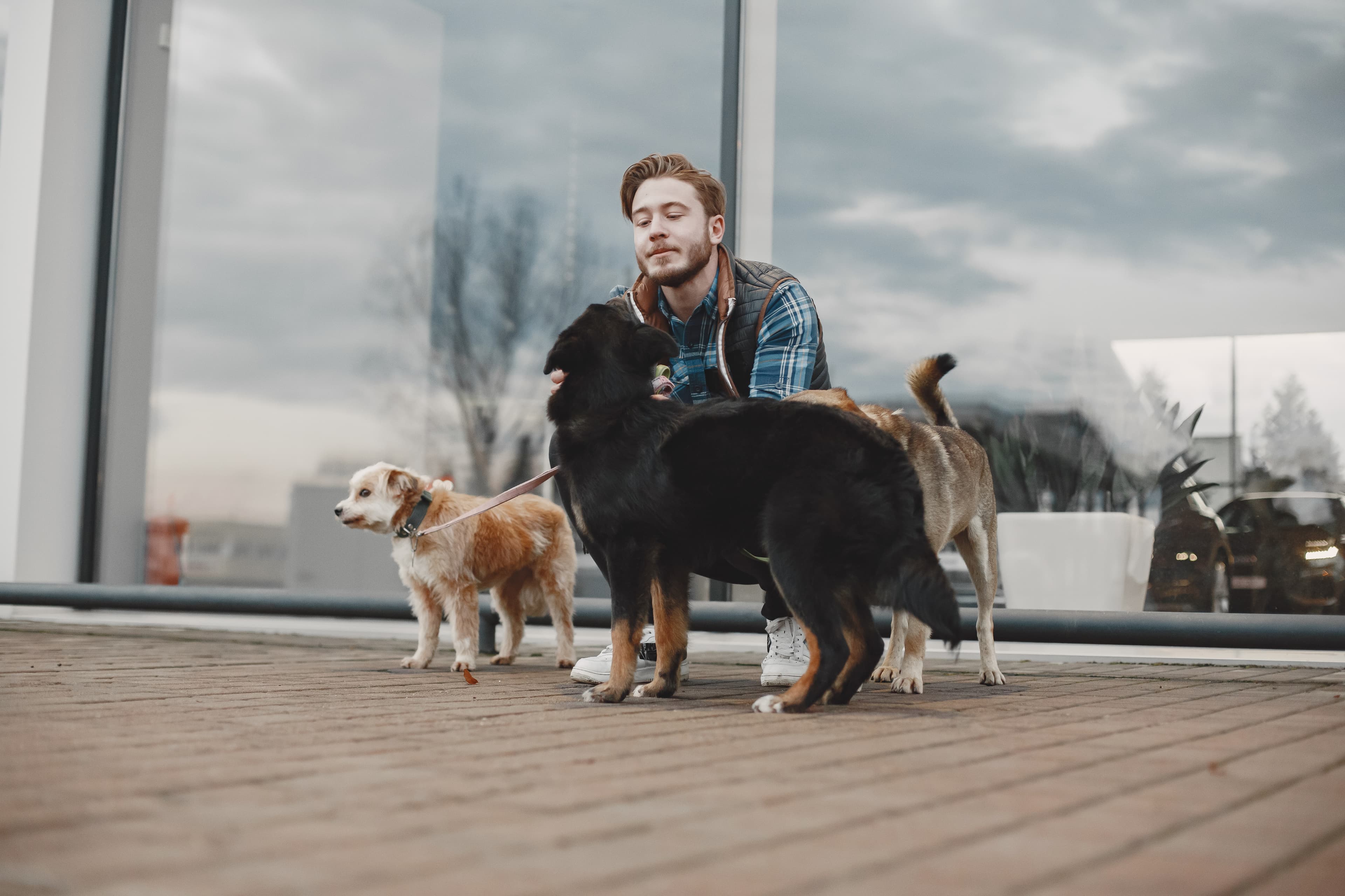 Pet Onboarding