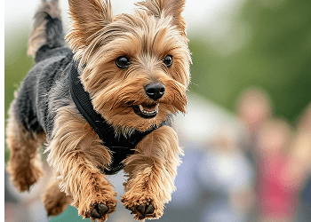 Pet Show Management
