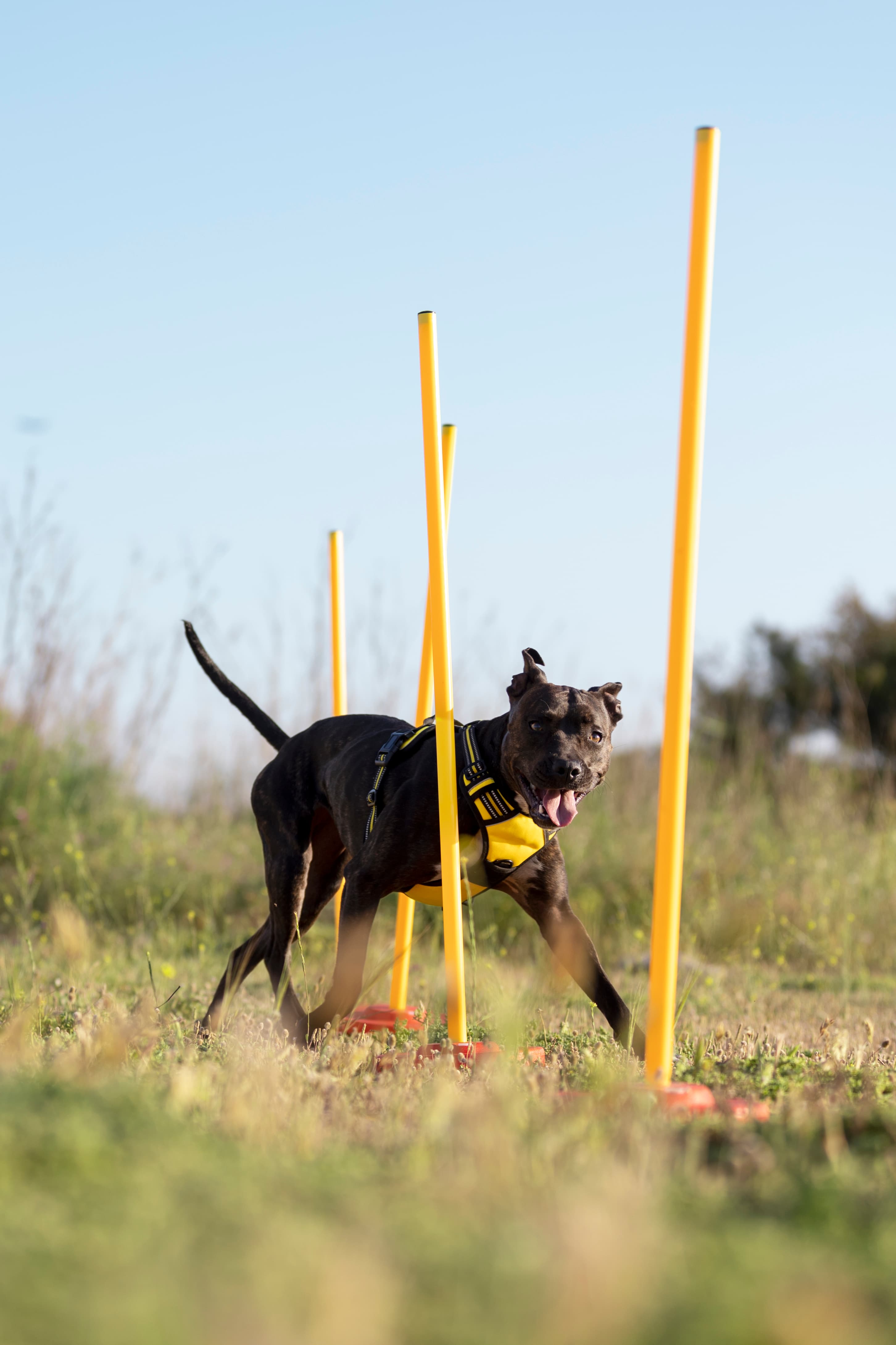 Pet Training