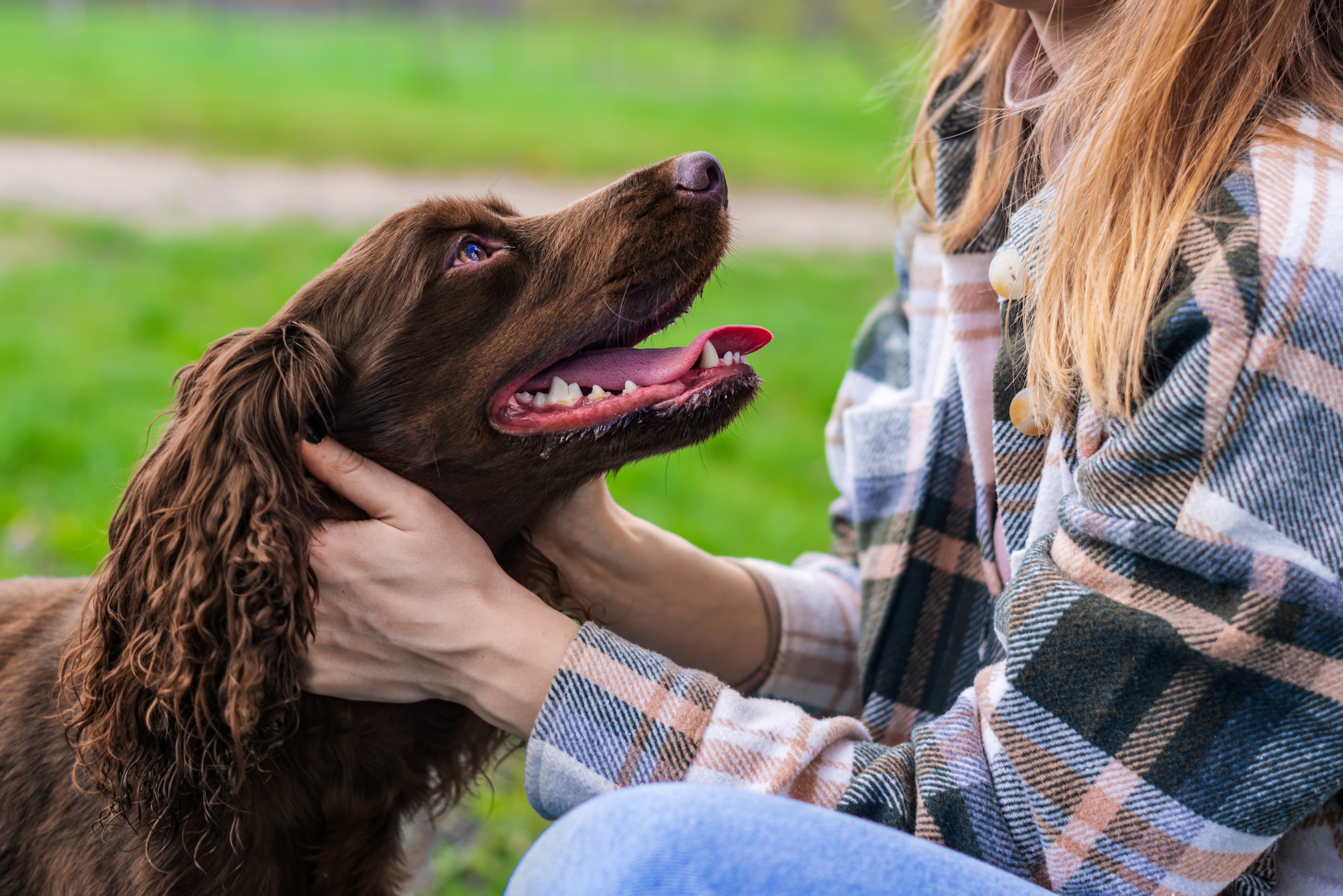 Dog Training