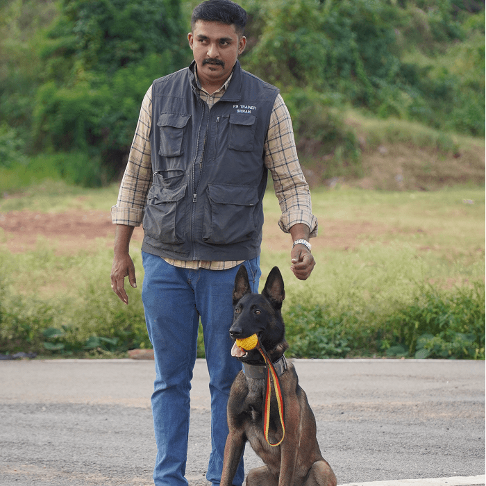 Ball drive session with a Belgian Malinois