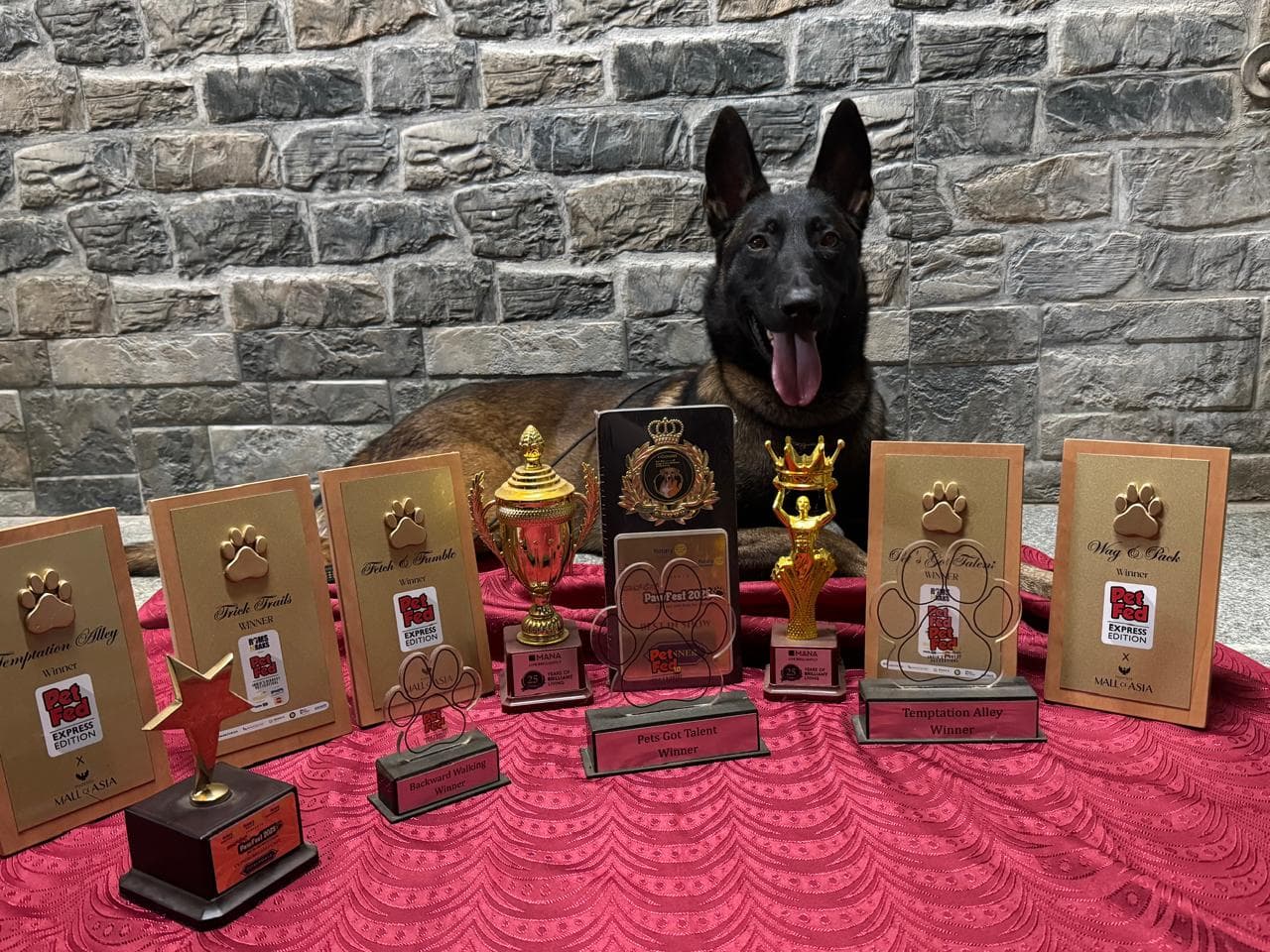 Malinois with a season of competition trophies