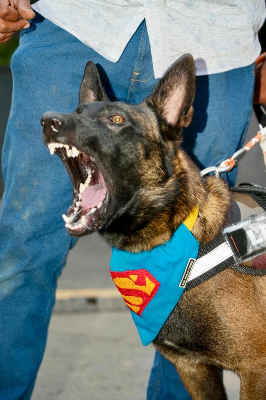 Belgian Malinois in a protection training scenario