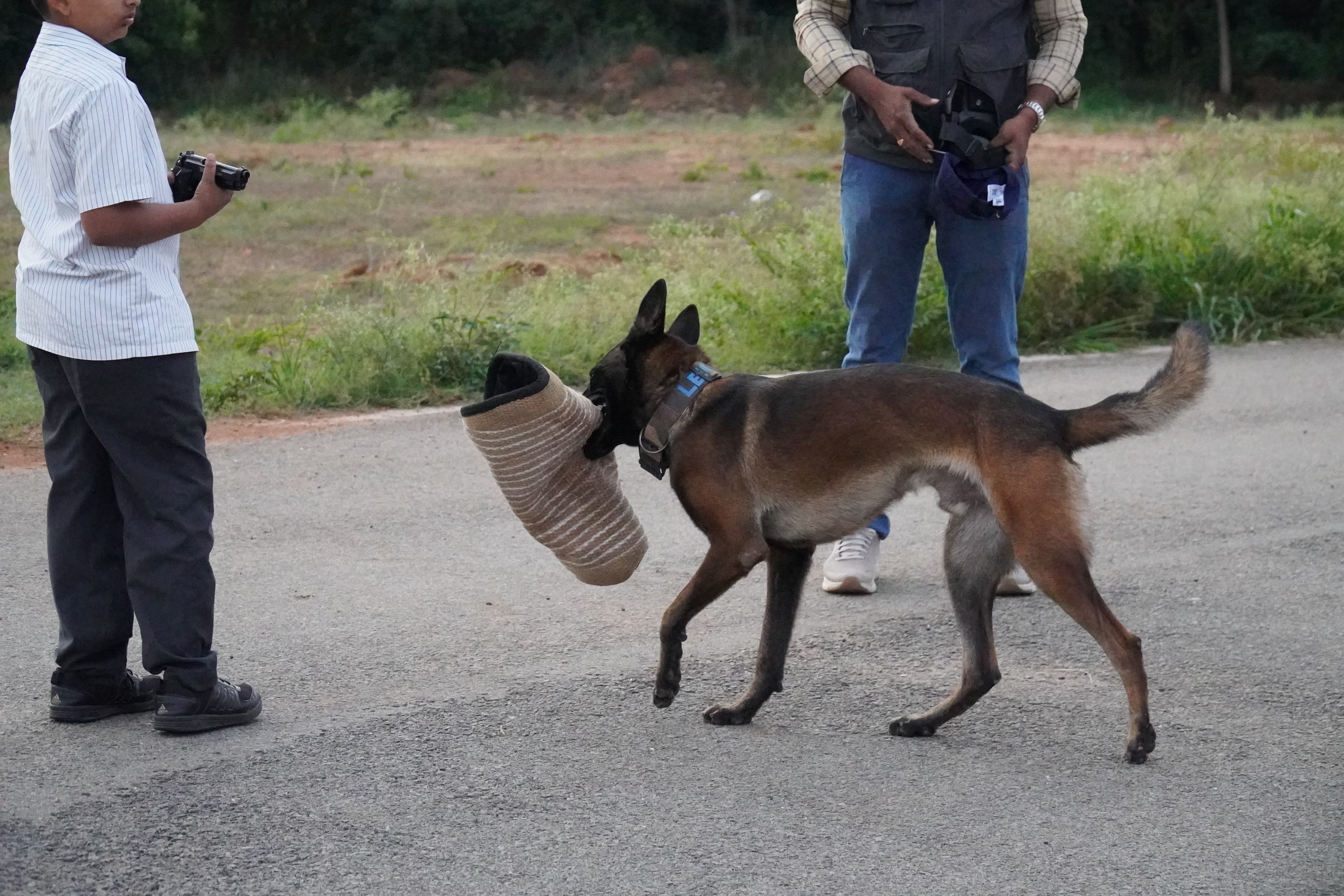 Malinois carrying off the bite sleeve after a clean grip