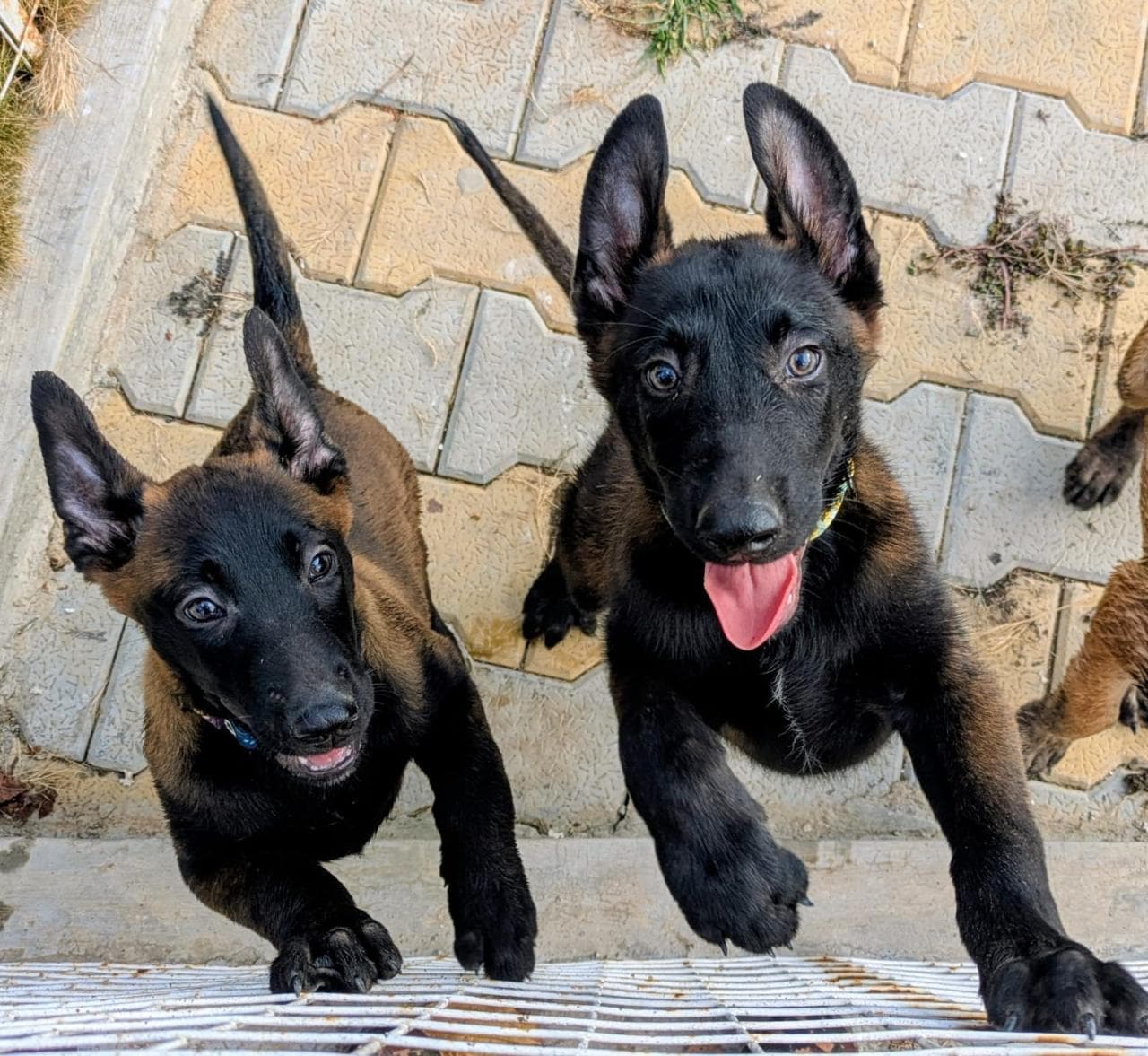 Belgian Malinois puppies during early socialisation