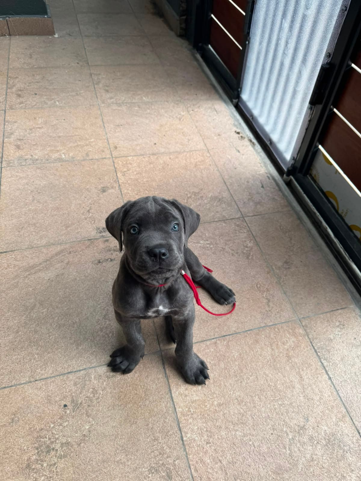 Cane Corso puppy holding a sit on its red training lead