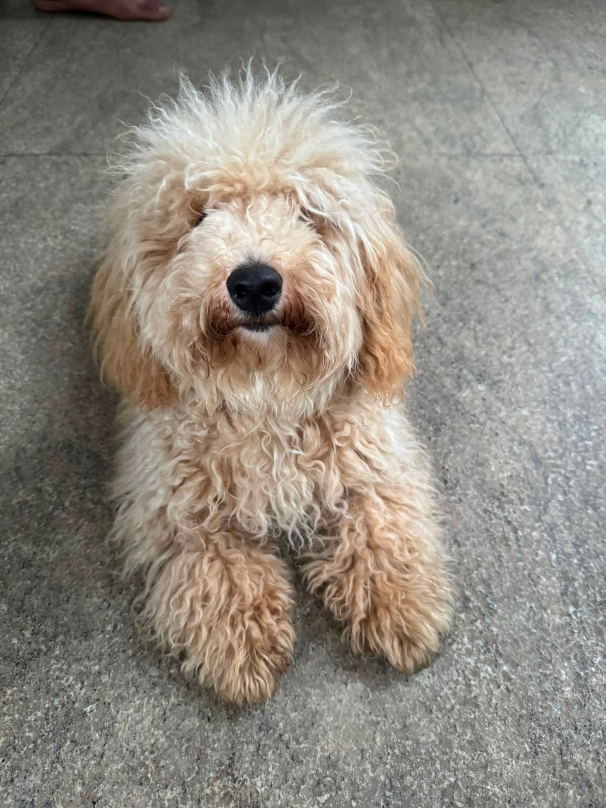 Poodle settled in a relaxed down-stay during indoor training