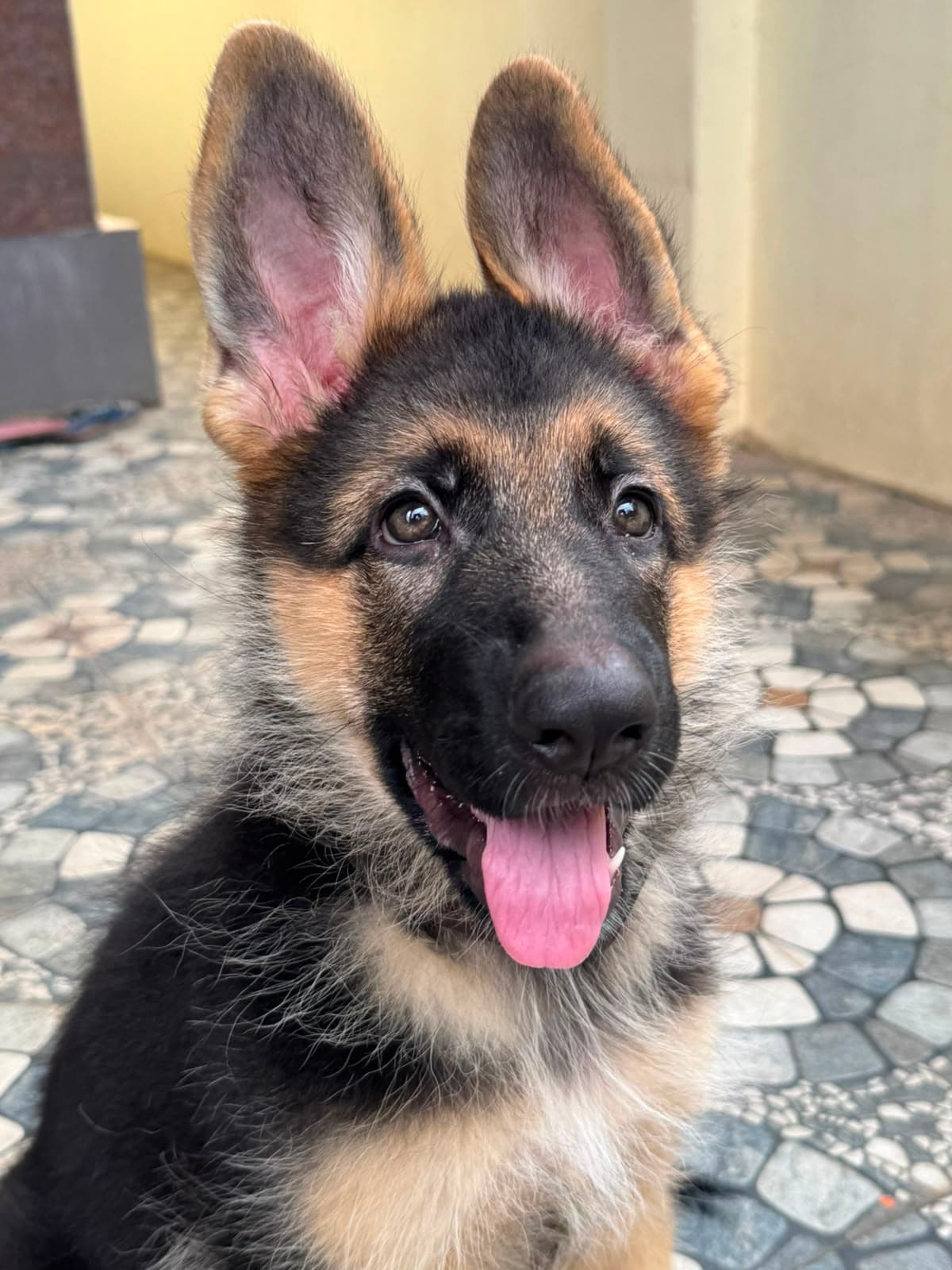 German Shepherd puppy waiting attentively between commands