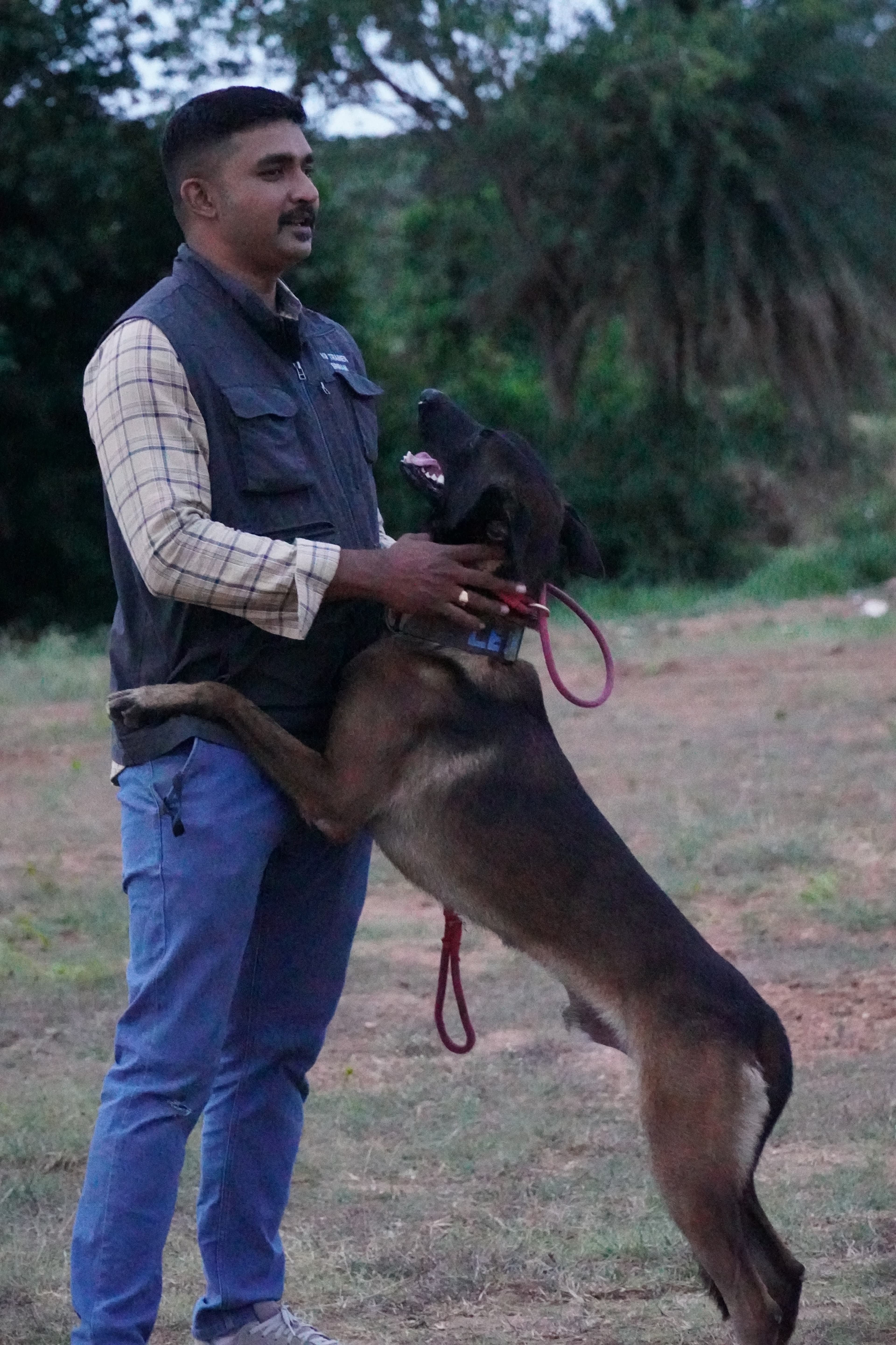 Rewarding a Malinois for a strong recall to the handler
