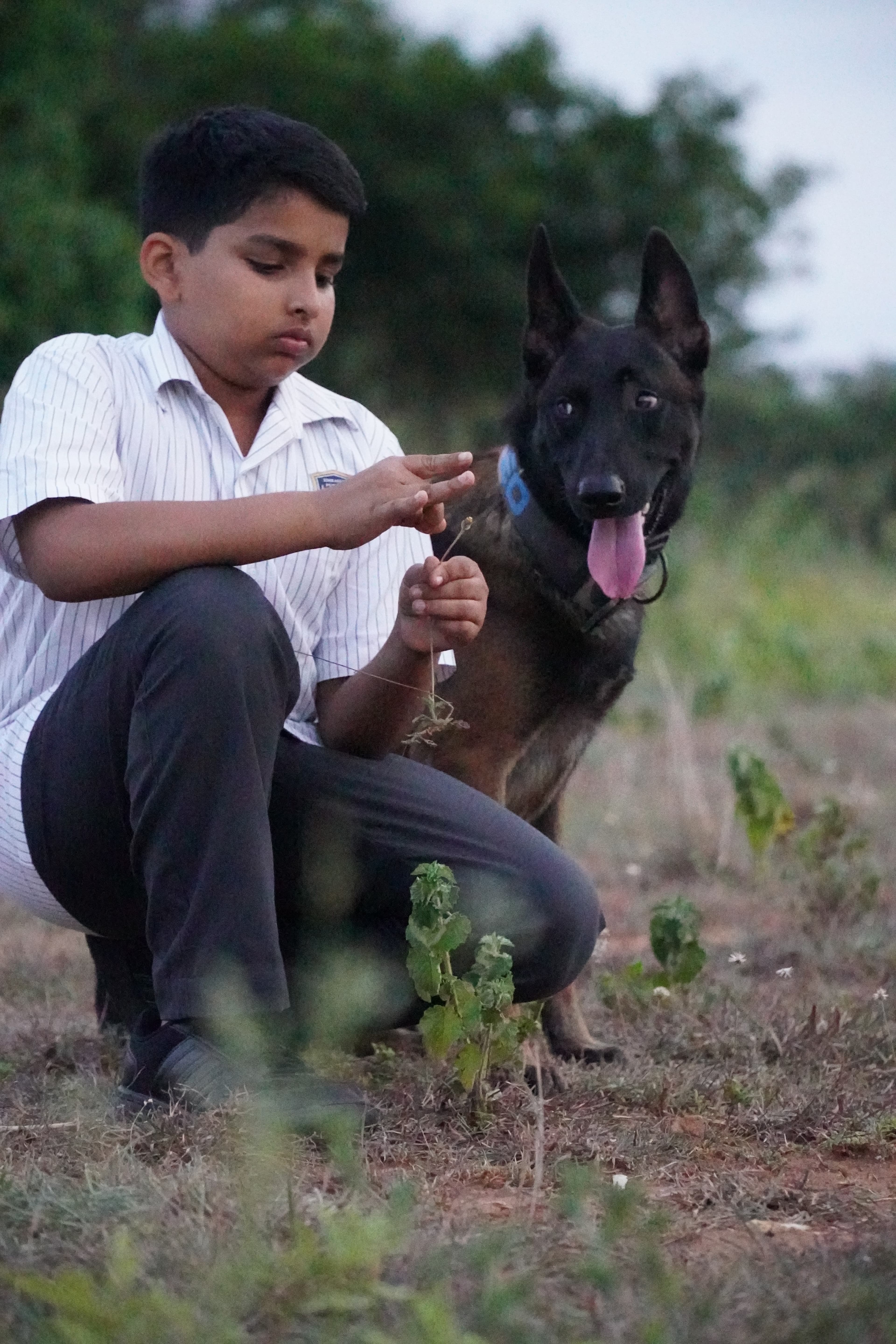 Malinois holding a steady sit beside its young handler