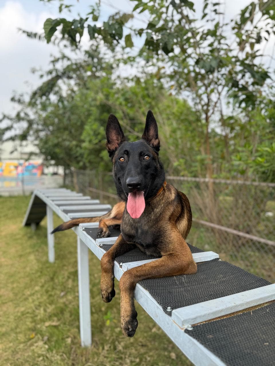 Obedience training session with a certified trainer in Bangalore