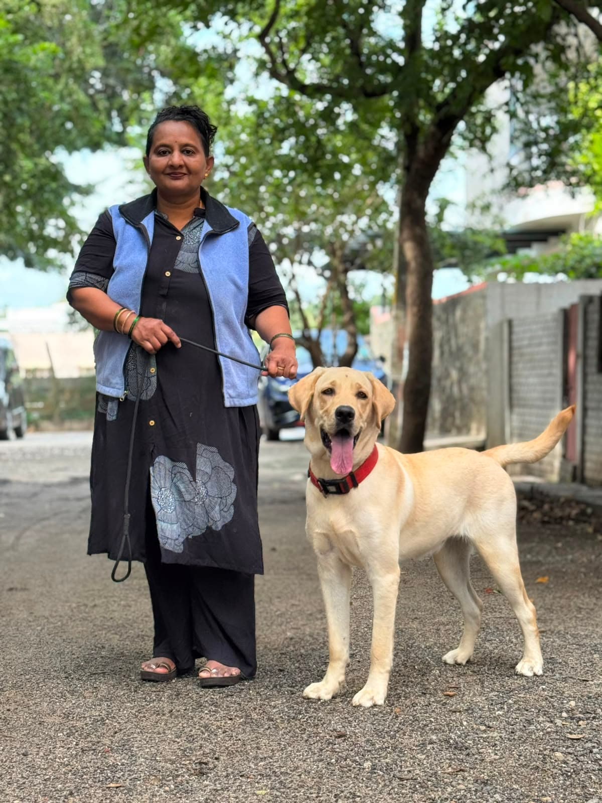 Owner walking her Labrador on a calm loose lead